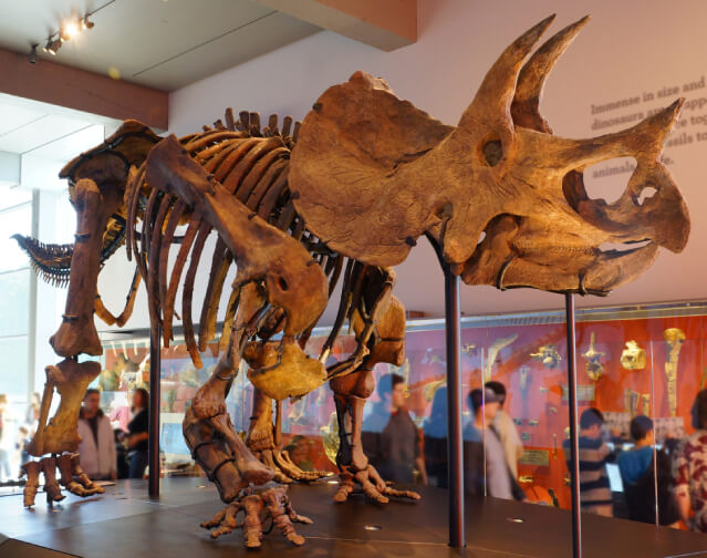 Triceratops large dinosaur fauna