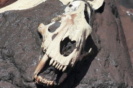 La Brea Tar Pits Gallery 1