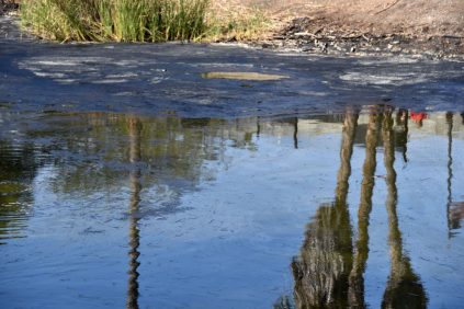 La Brea Tar Pits Gallery 2