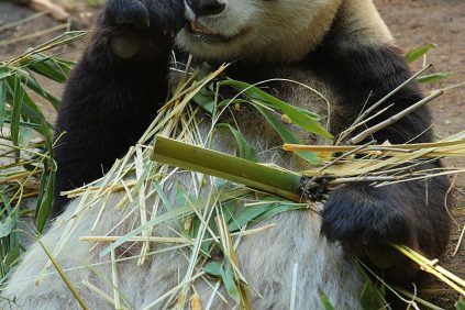 San Diego Zoo Gallery 3