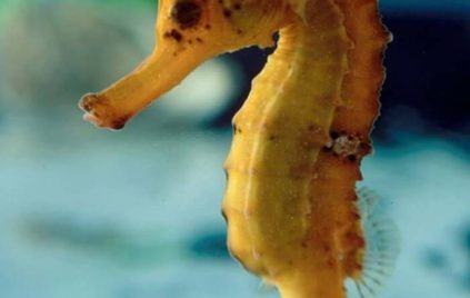 brazilian-orange-seahorse