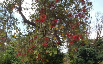 erythrina-chiapasana-fullerton-arboretum
