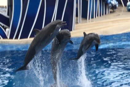 sea-world-east-orlando