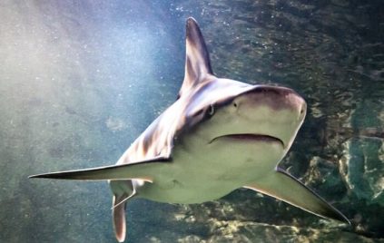 shark-in-oceans