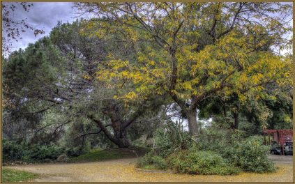 tiny-bit-of-fall-color-fullerton-arboretum