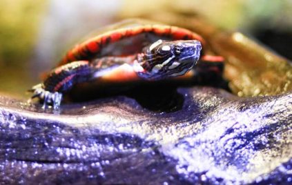 turtles-in-water-sea-life-orlando